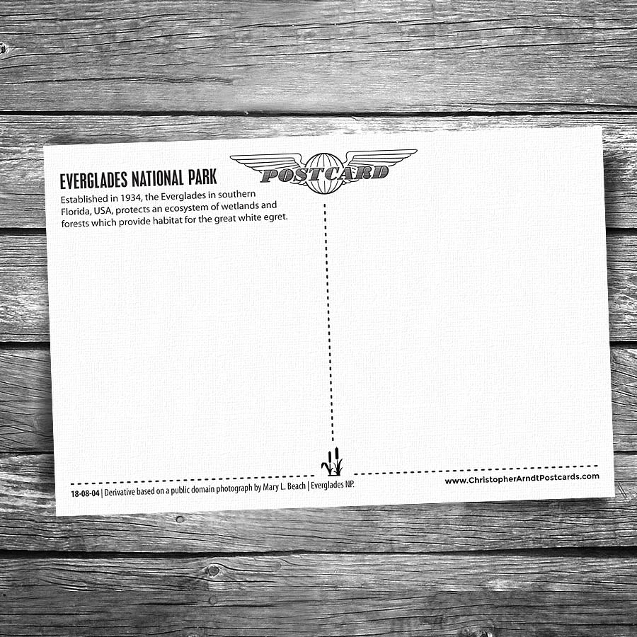 Everglades National Park Egret Postcard