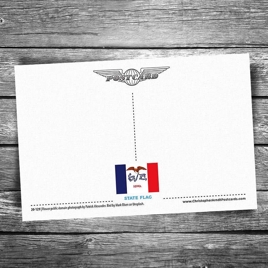 Greetings from Iowa Postcard