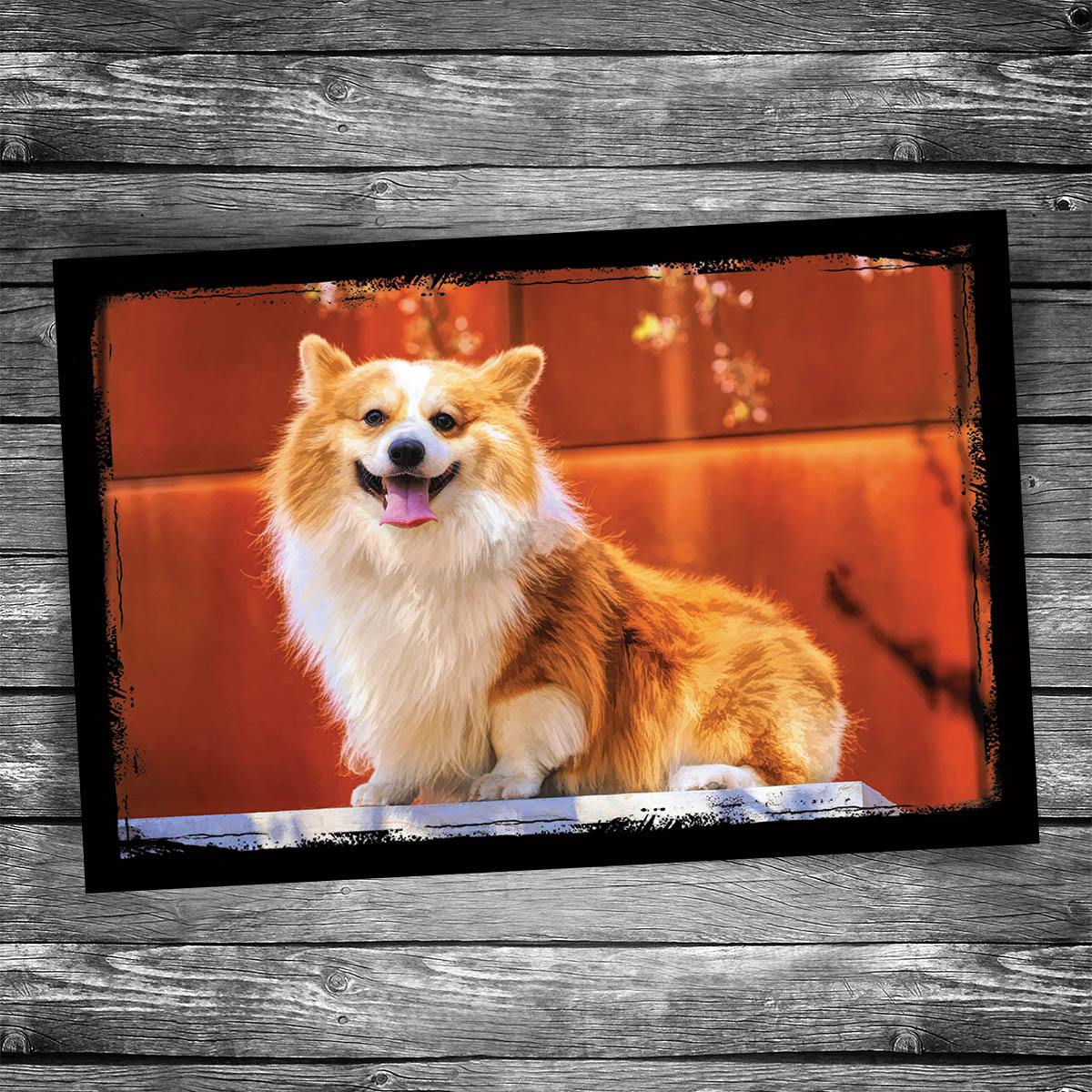 Corgis Dog Postcard