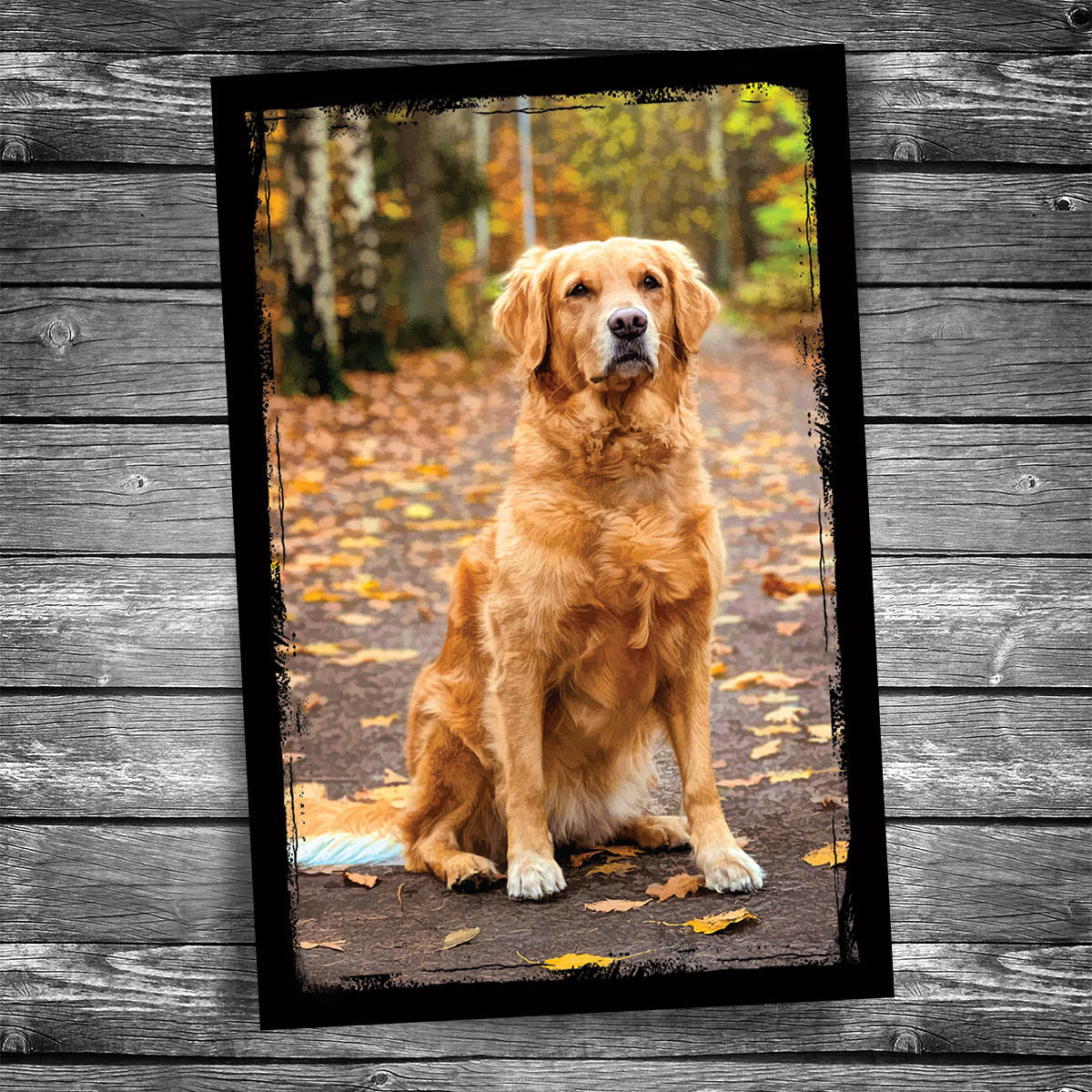 Golden Retriever Postcard