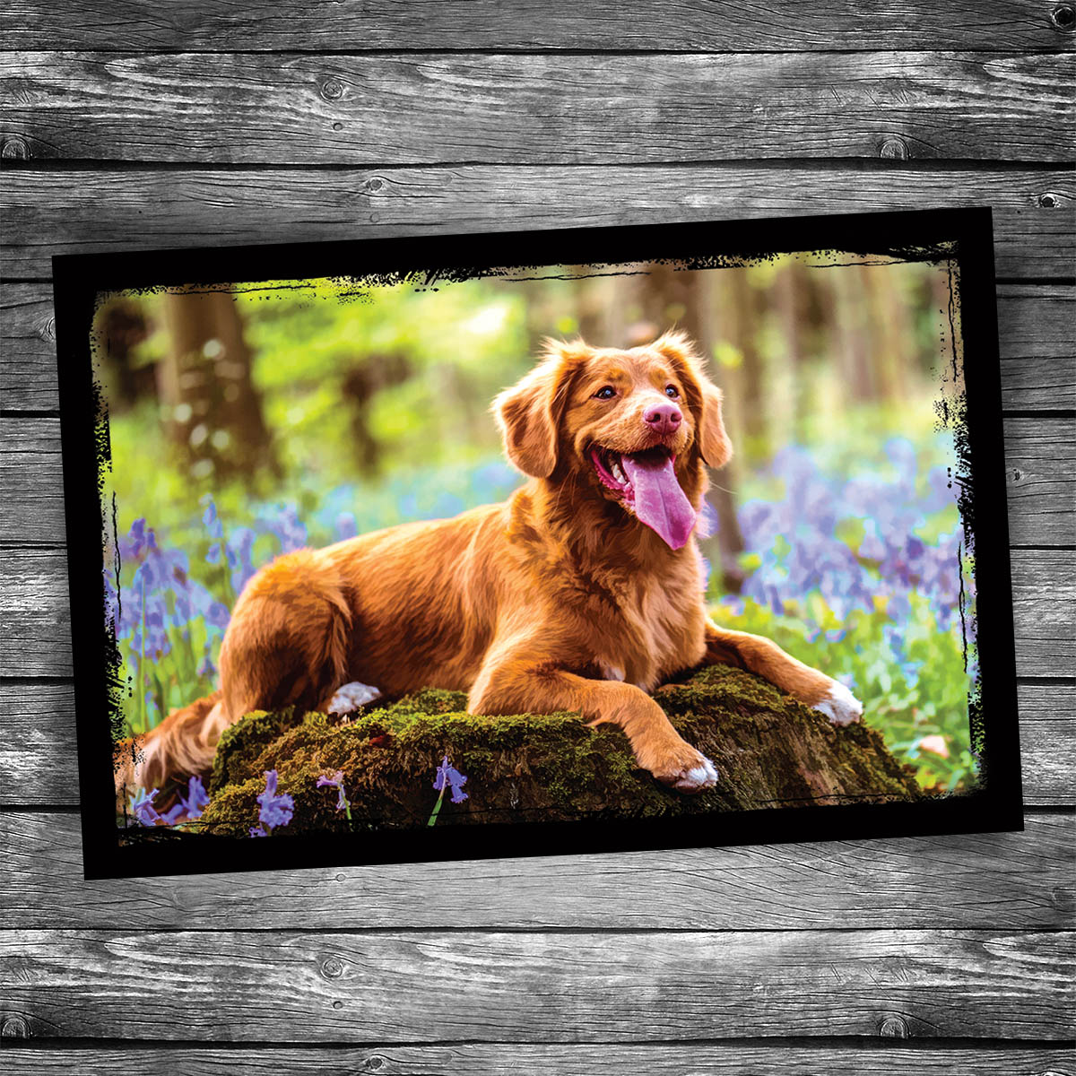 Nova Scotia Duck Tolling Retriever Postcard