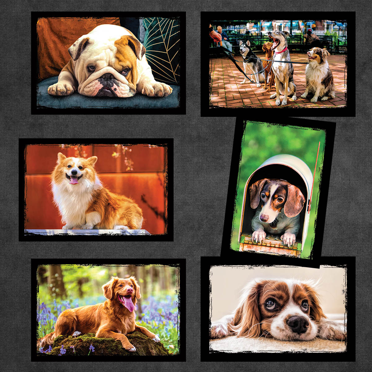 Dog and Puppy Postcards | Set of 12