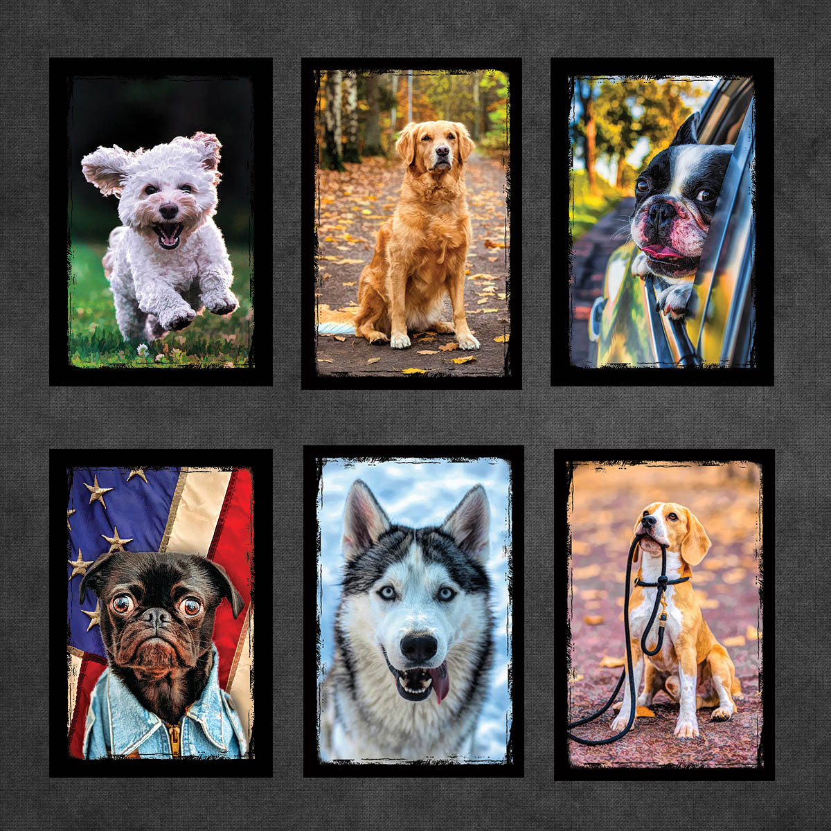 Dog and Puppy Postcards | Set of 12