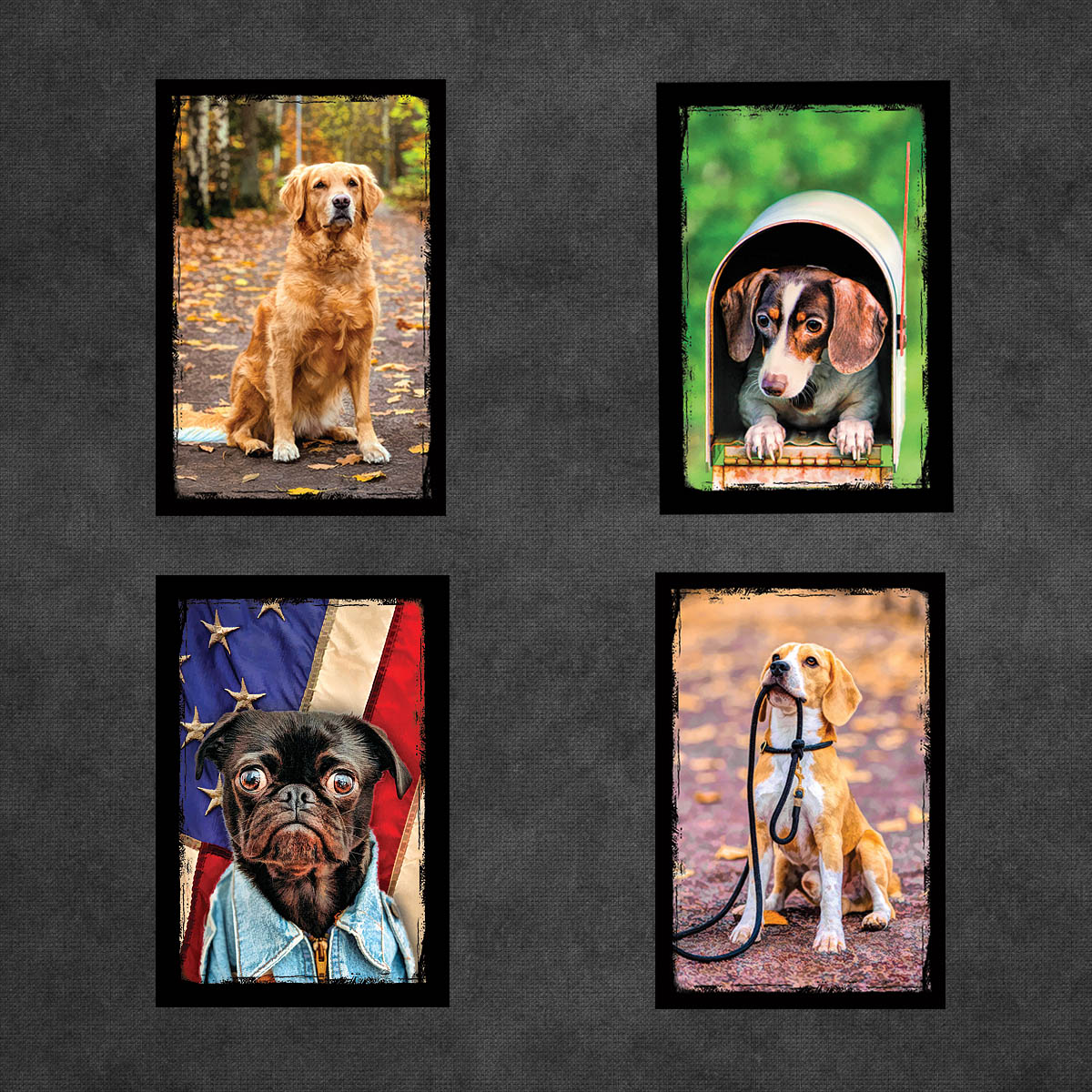 Dog and Puppy Postcards | Set of 8