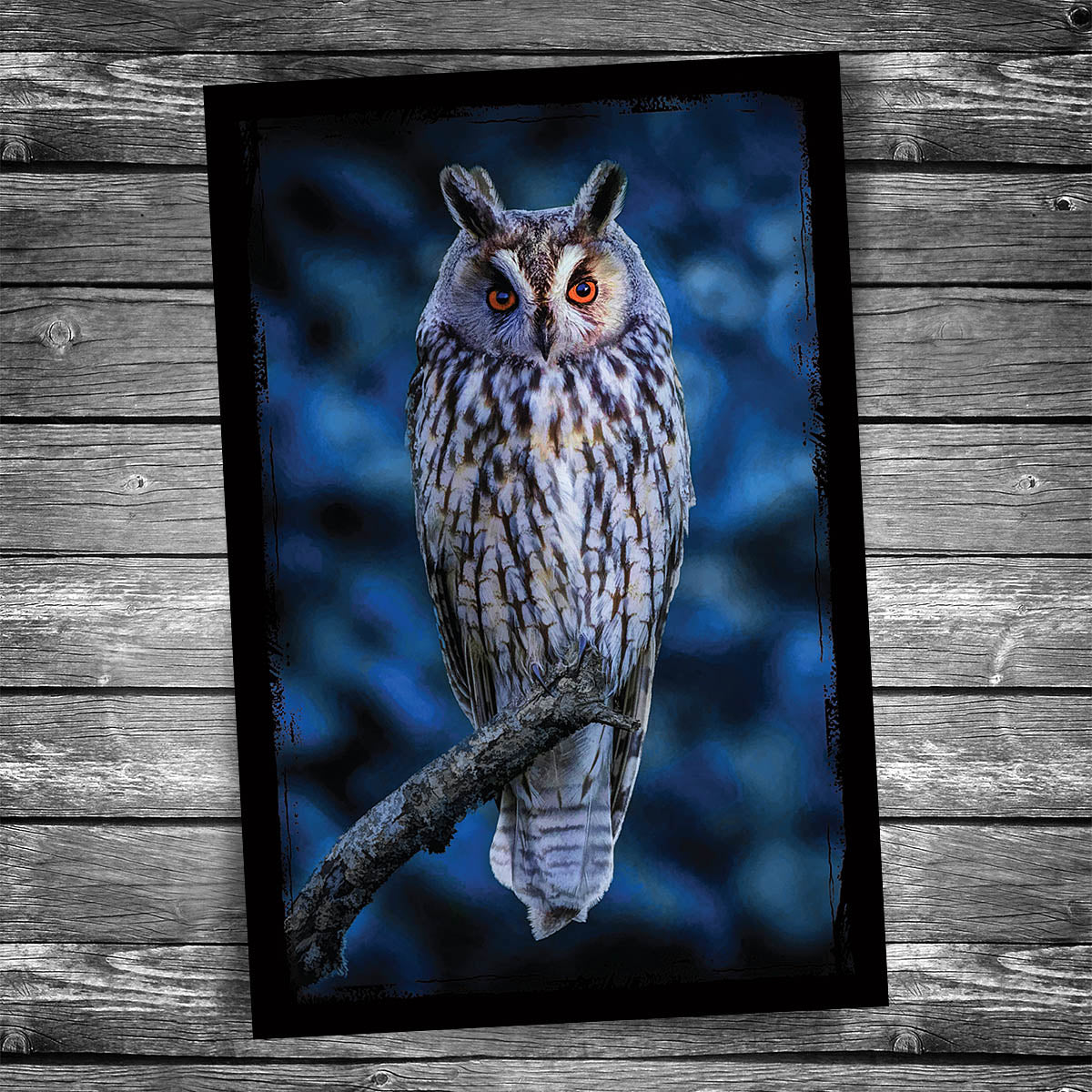 Forest Sentinel Owl Postcard
