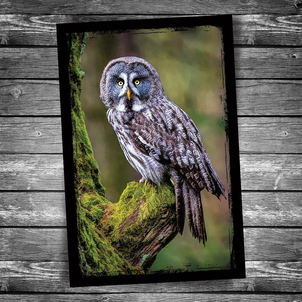 Woodland Guardian Owl Postcard