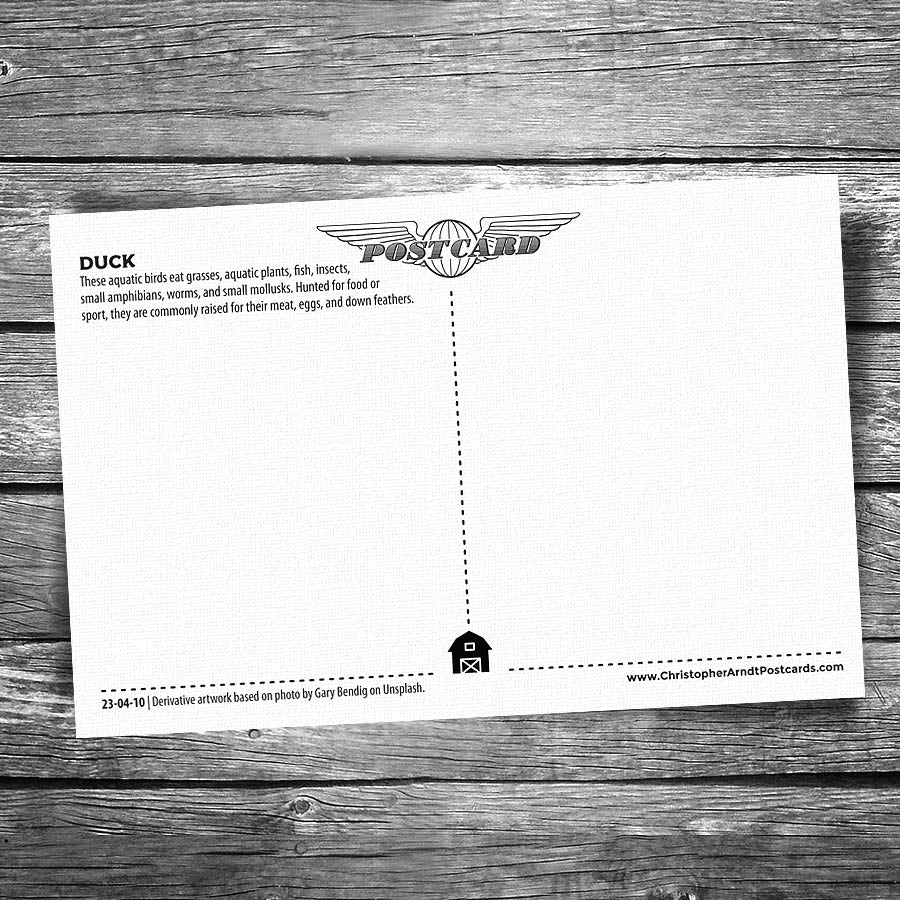 Duck Postcard