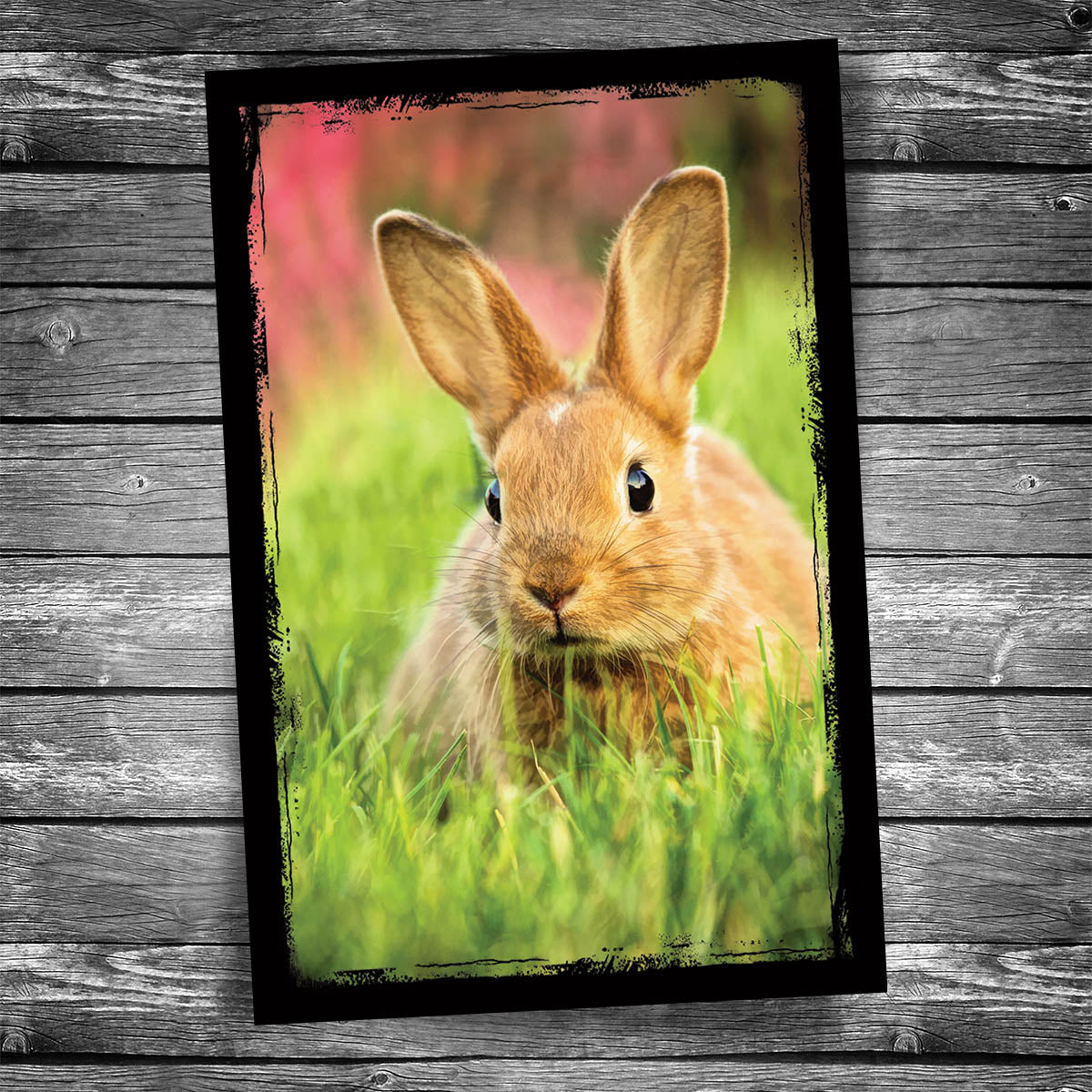 Rabbit Postcard