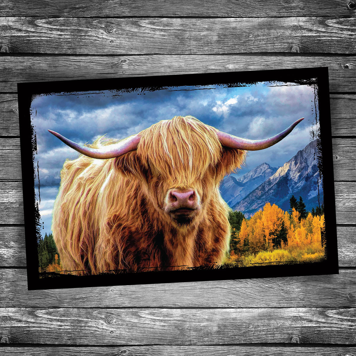 Highland Cattle Postcard