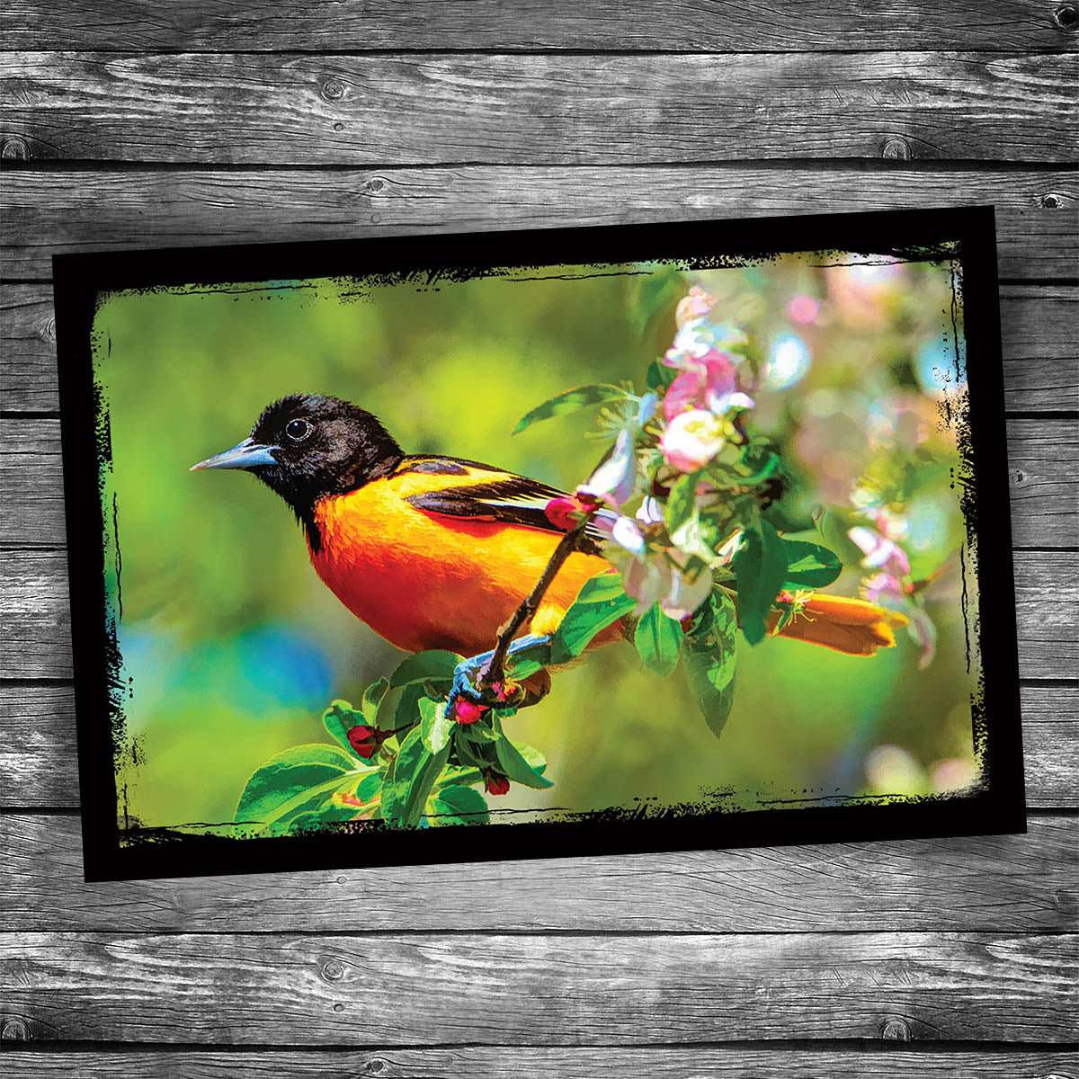 Baltimore Oriole Postcard