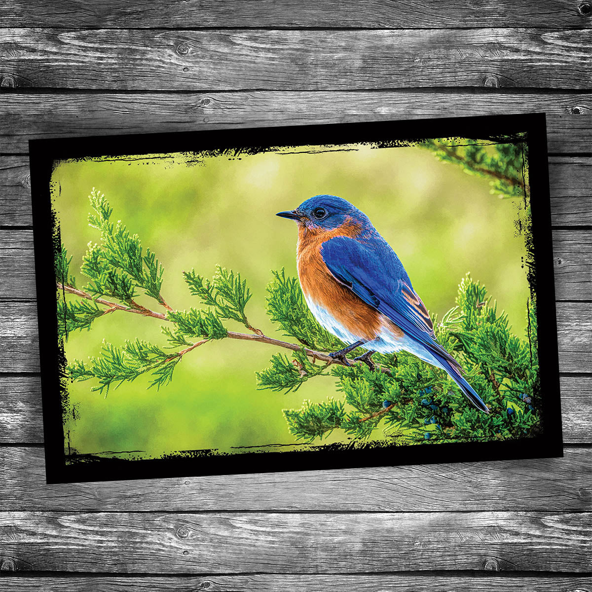 Eastern Bluebird Postcard