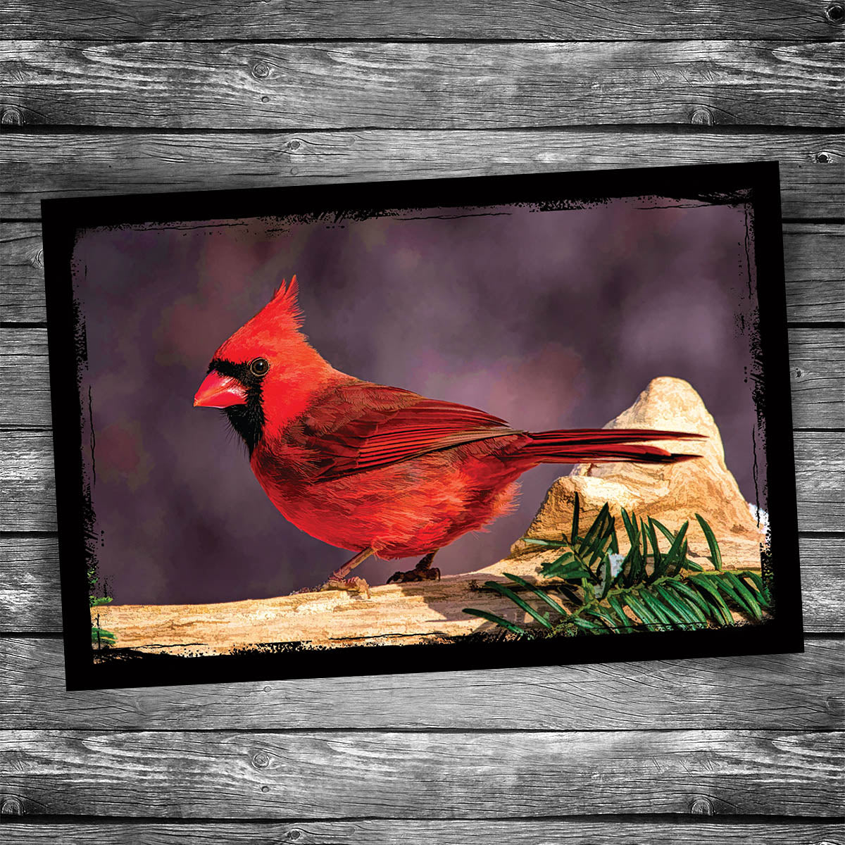 Cardinal Postcard