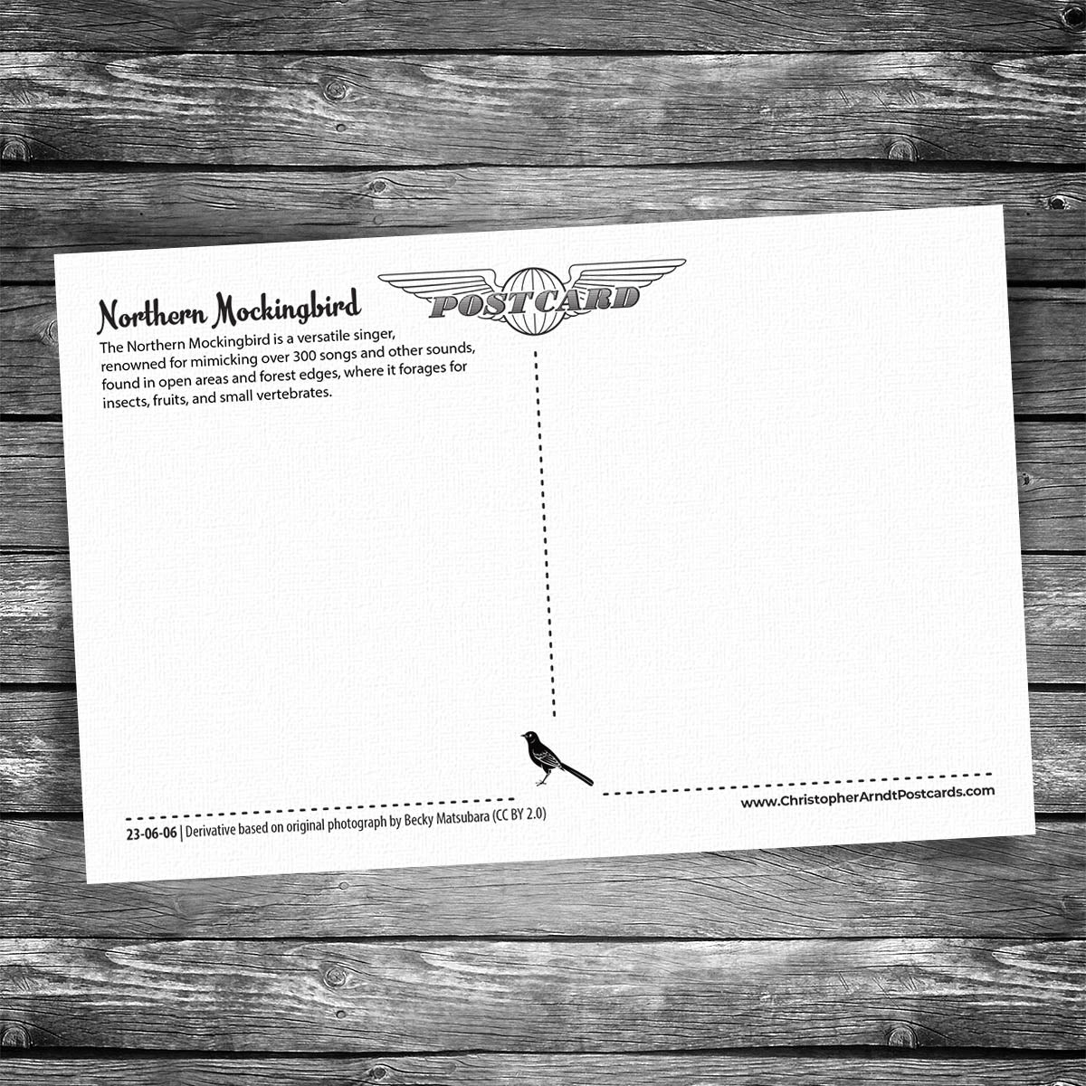 Northern Mockingbird Postcard