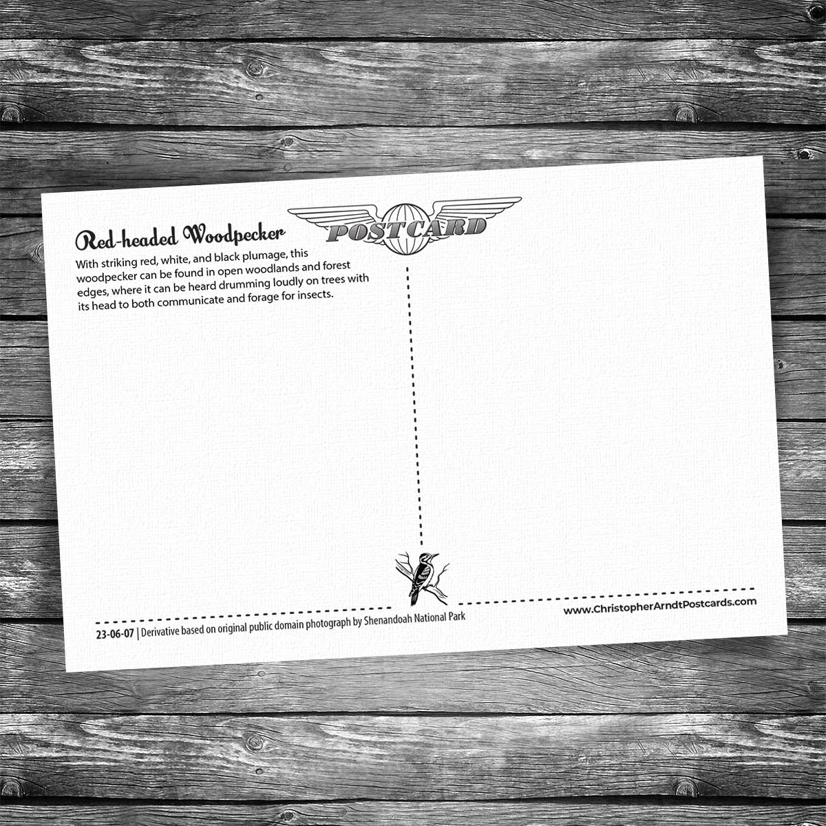 Red-Bellied Woodpecker Postcard