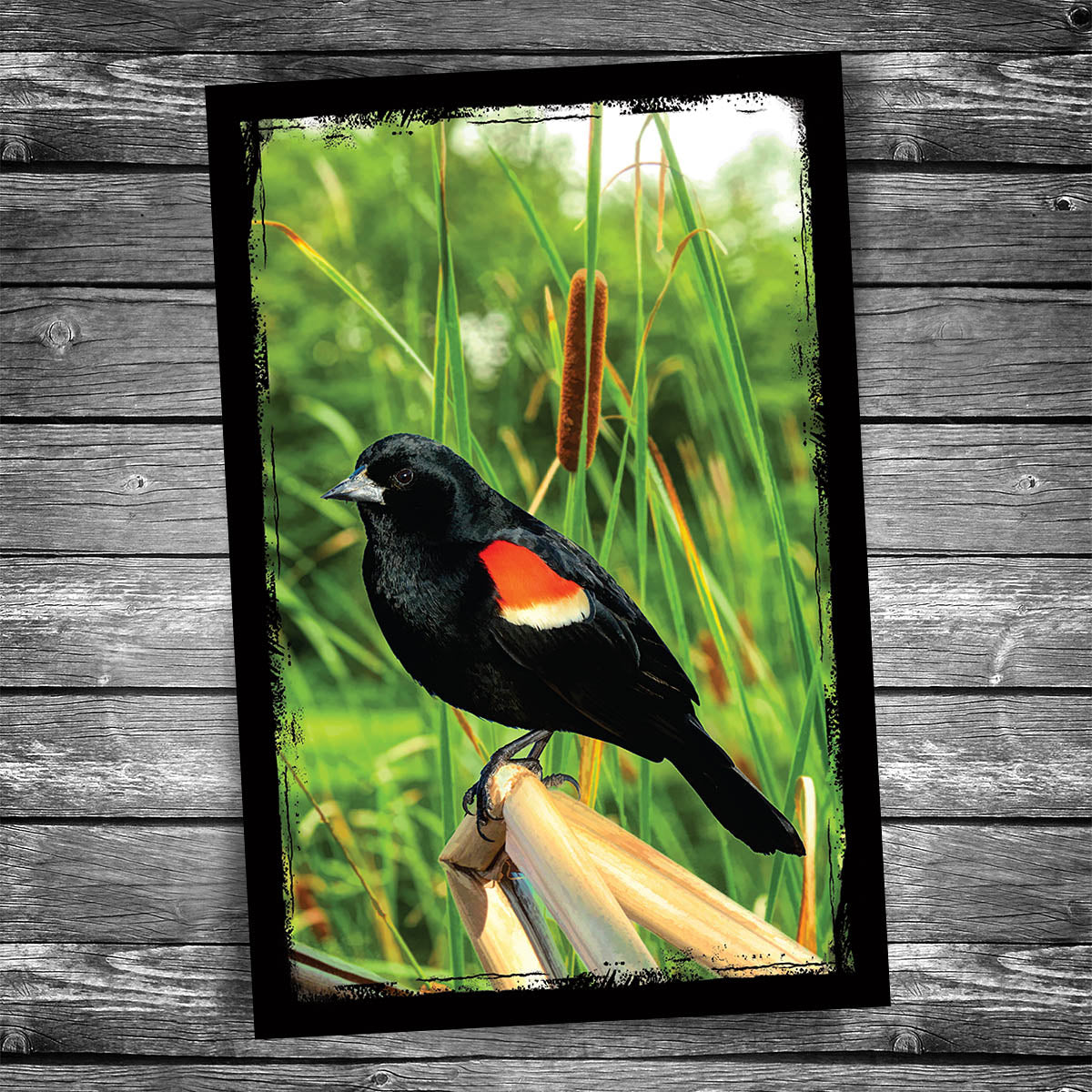 Red-Winged Blackbird Postcard