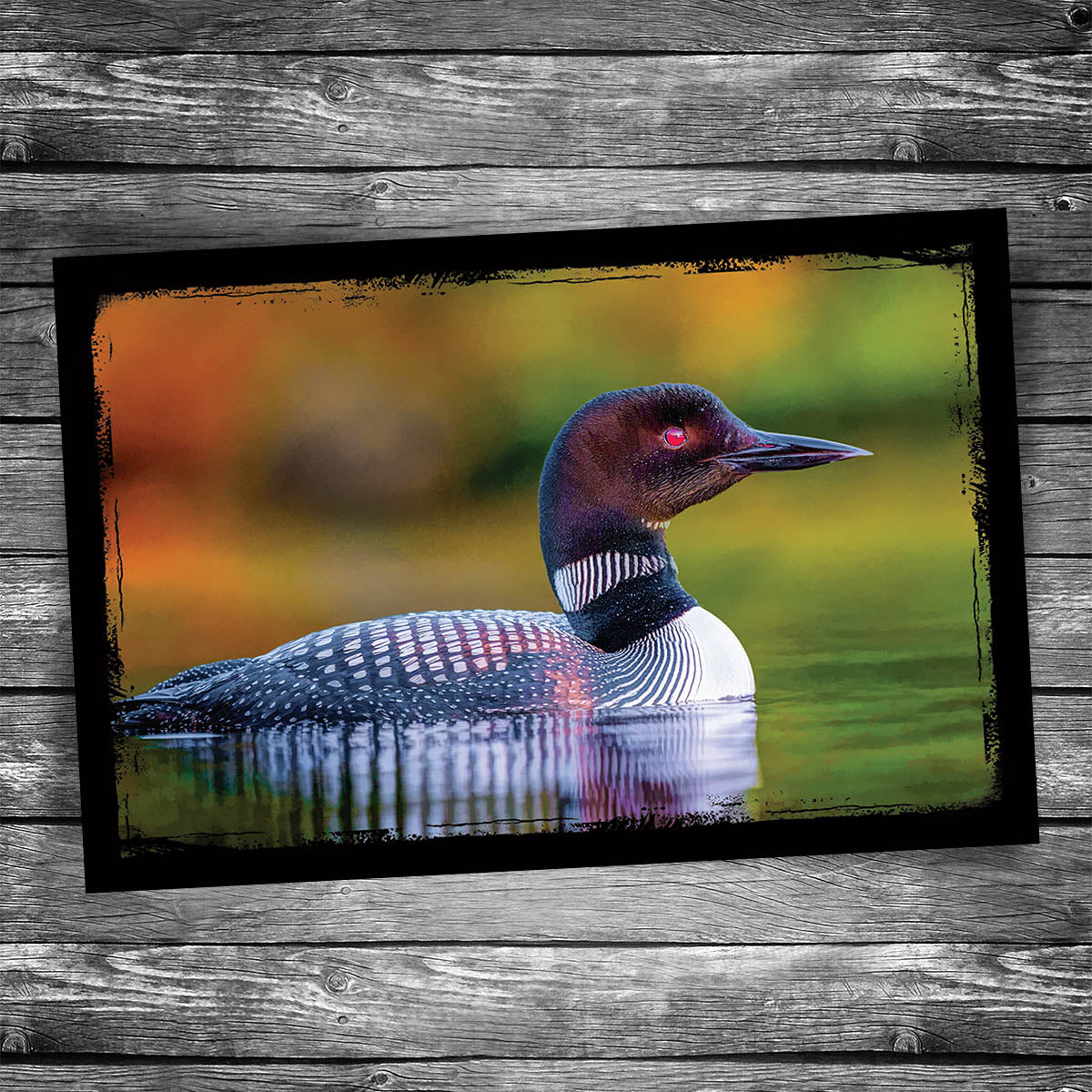 Loon Postcard