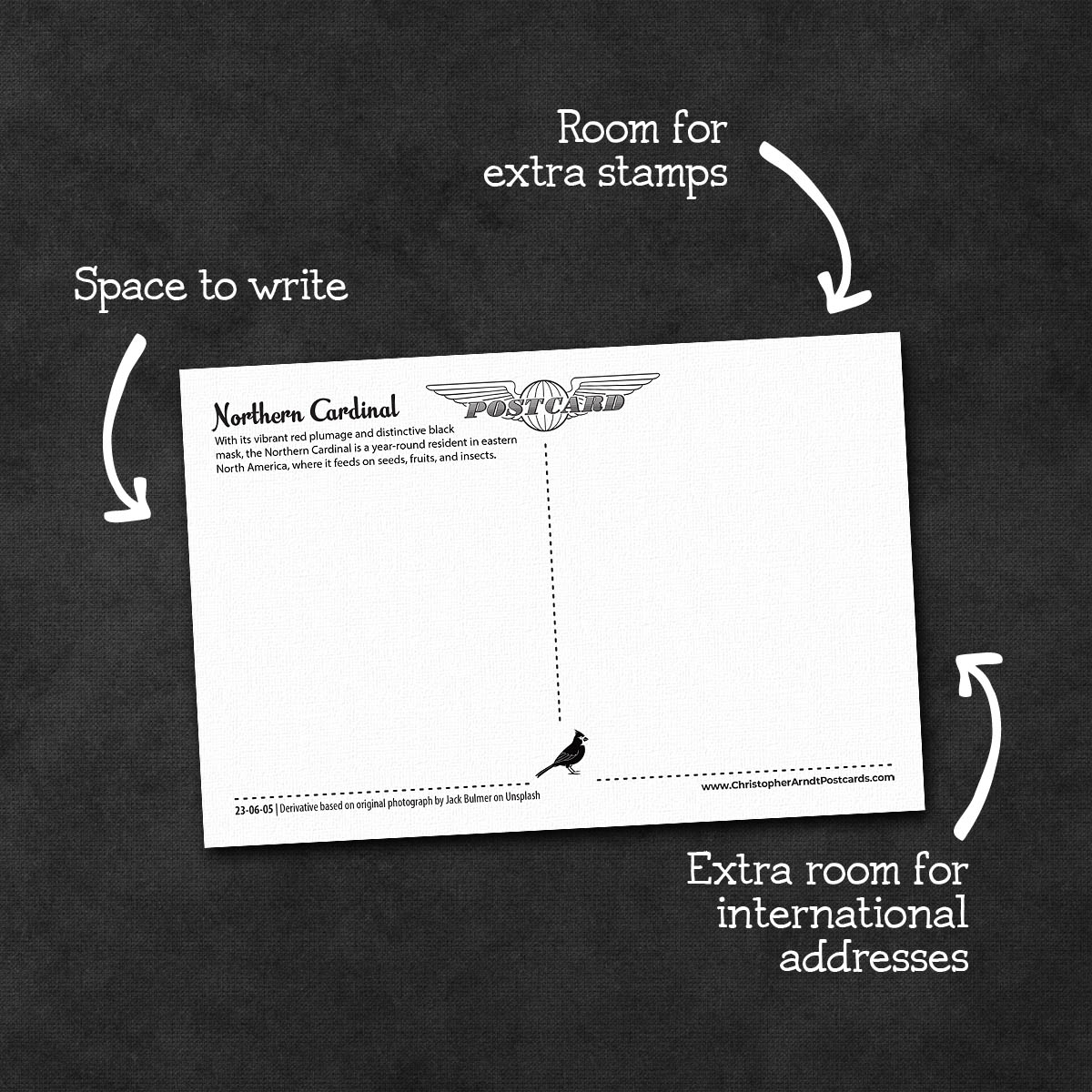 Birds of North America Postcards | Set of 12