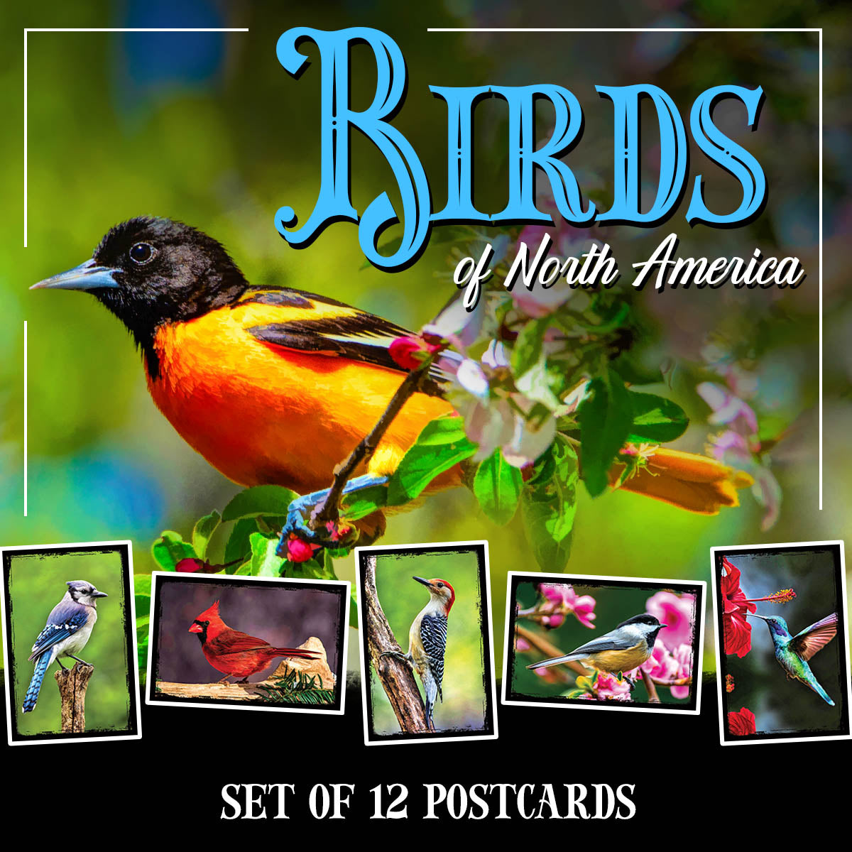 Birds of North America Postcards | Set of 12