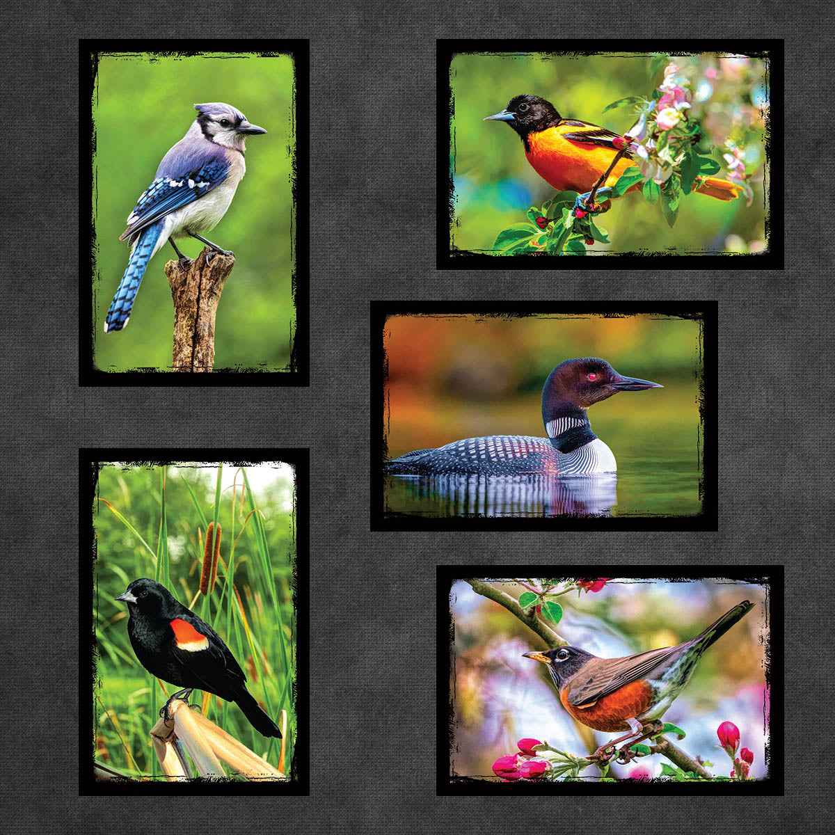 Birds of North America Postcards | Set of 12