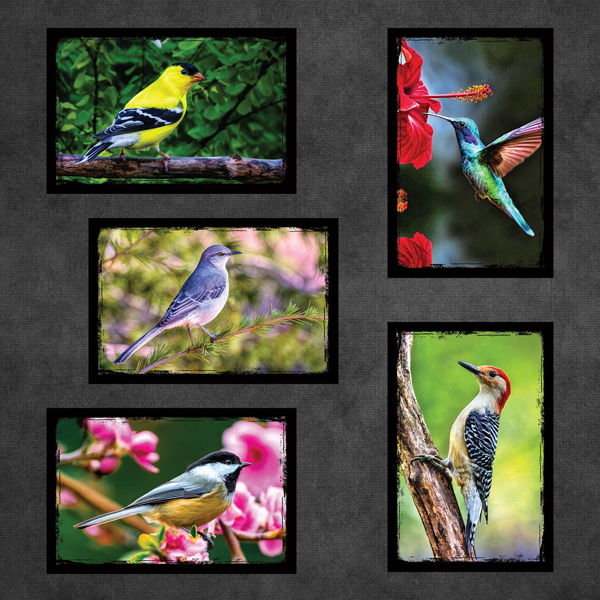 Birds of North America Postcards | Set of 12