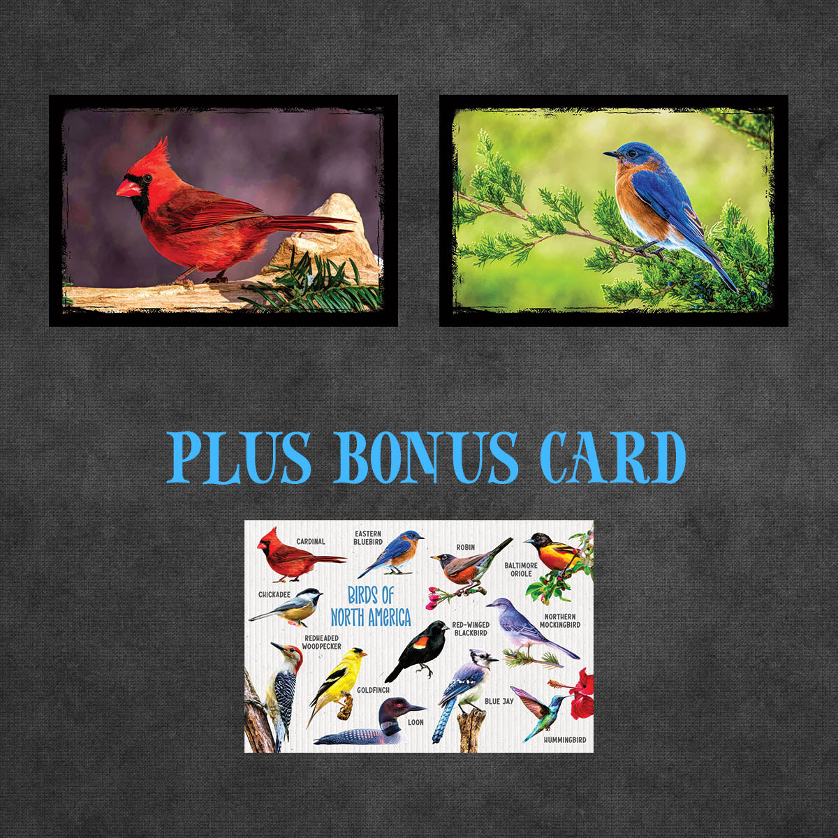 Birds of North America Postcards | Set of 12