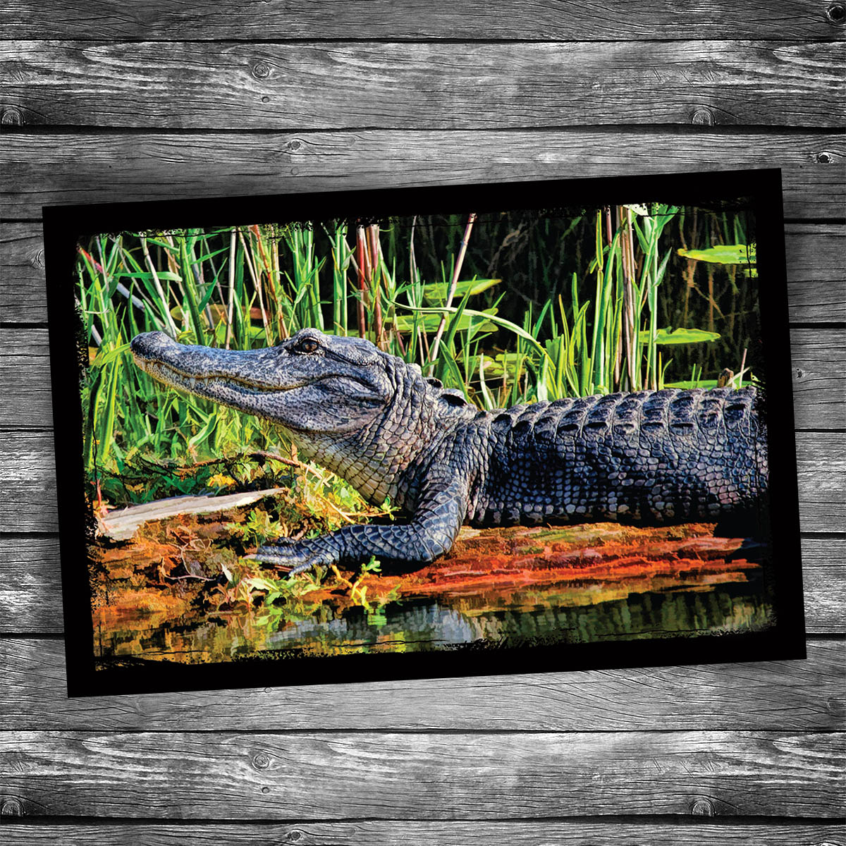 Alligator Postcard