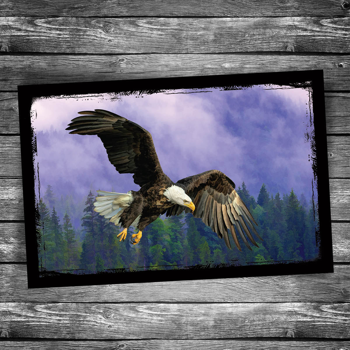 Bald Eagle Postcard