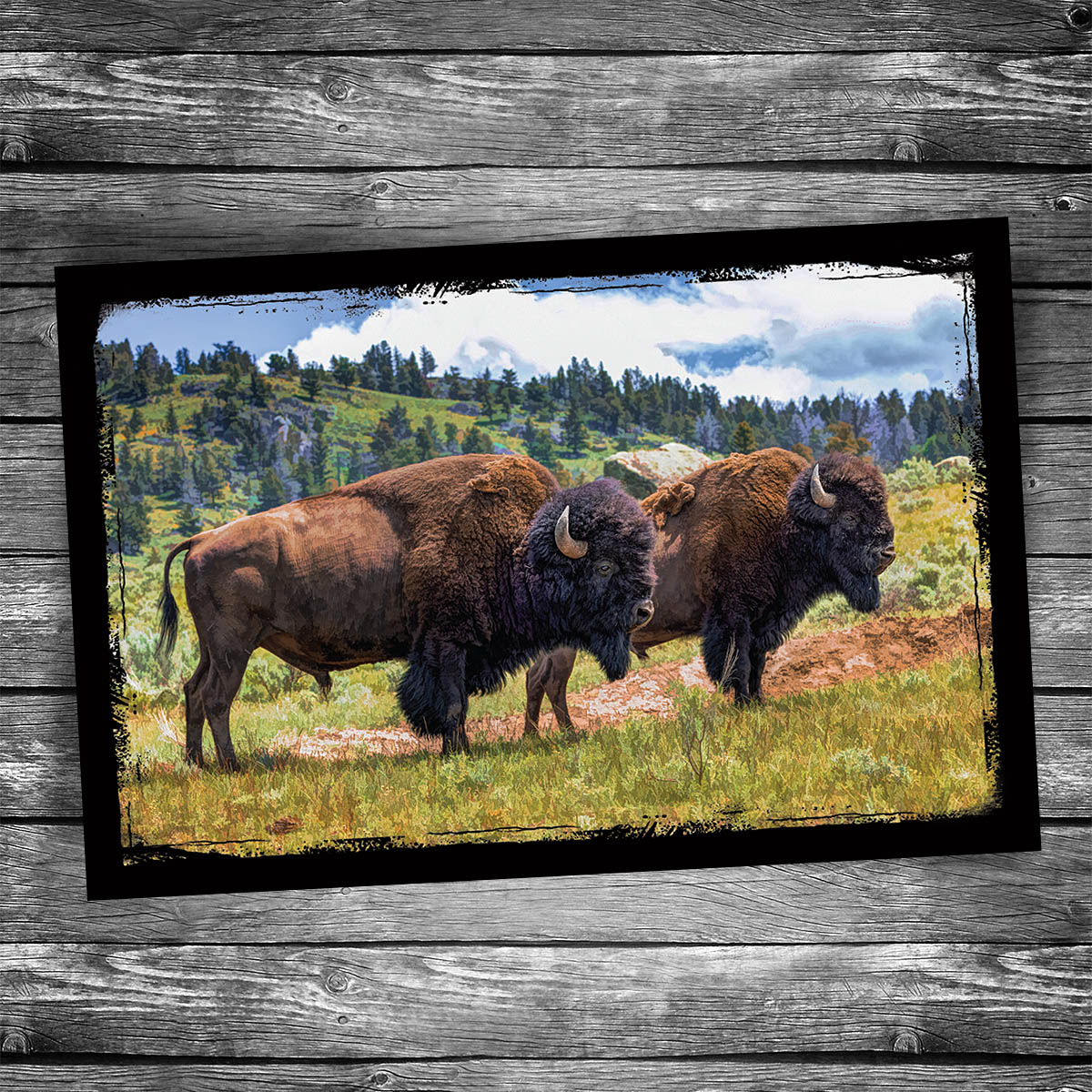Bison Postcard