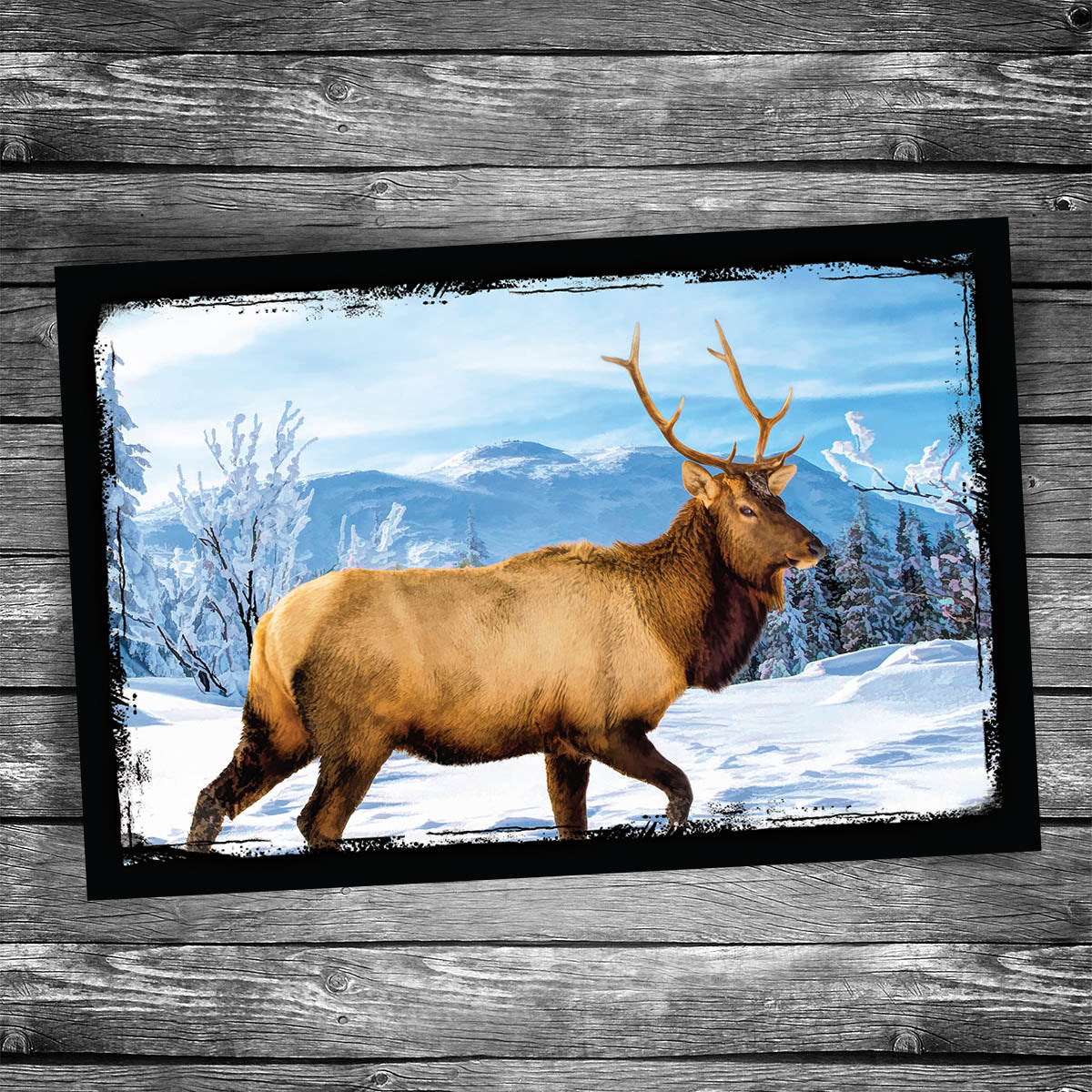 Elk Postcard