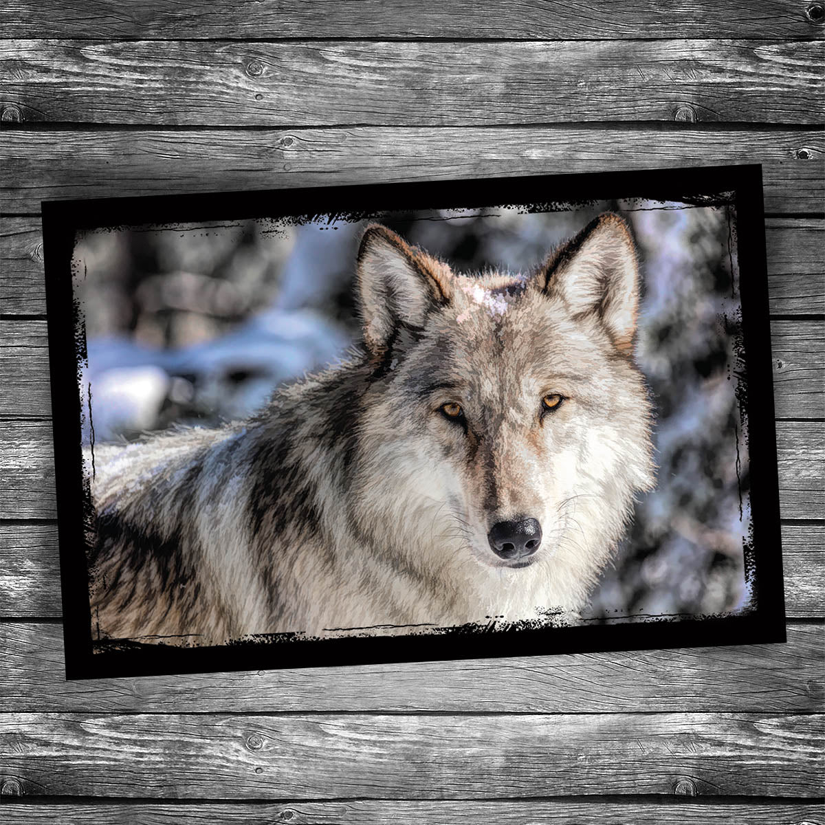 Gray Wolf Postcard