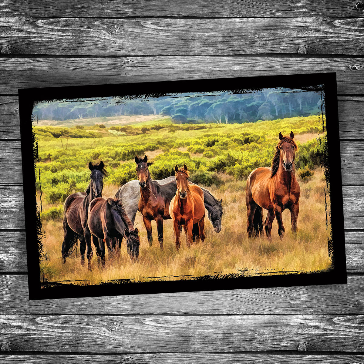 Wild Horses Postcard