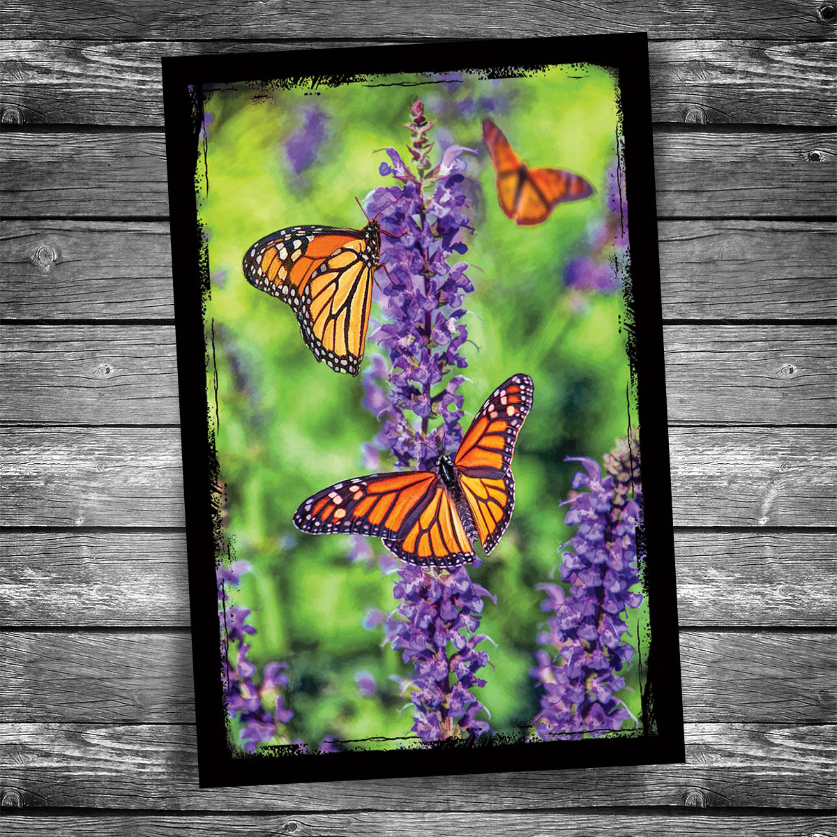 Orange Monarch Butterfly Postcard