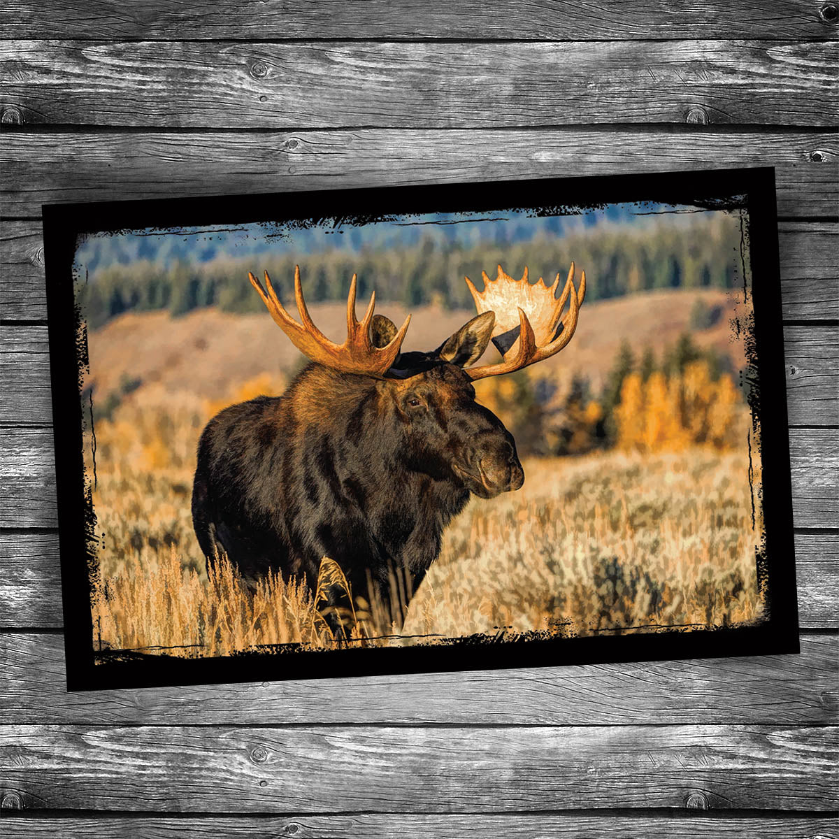 Moose Postcard
