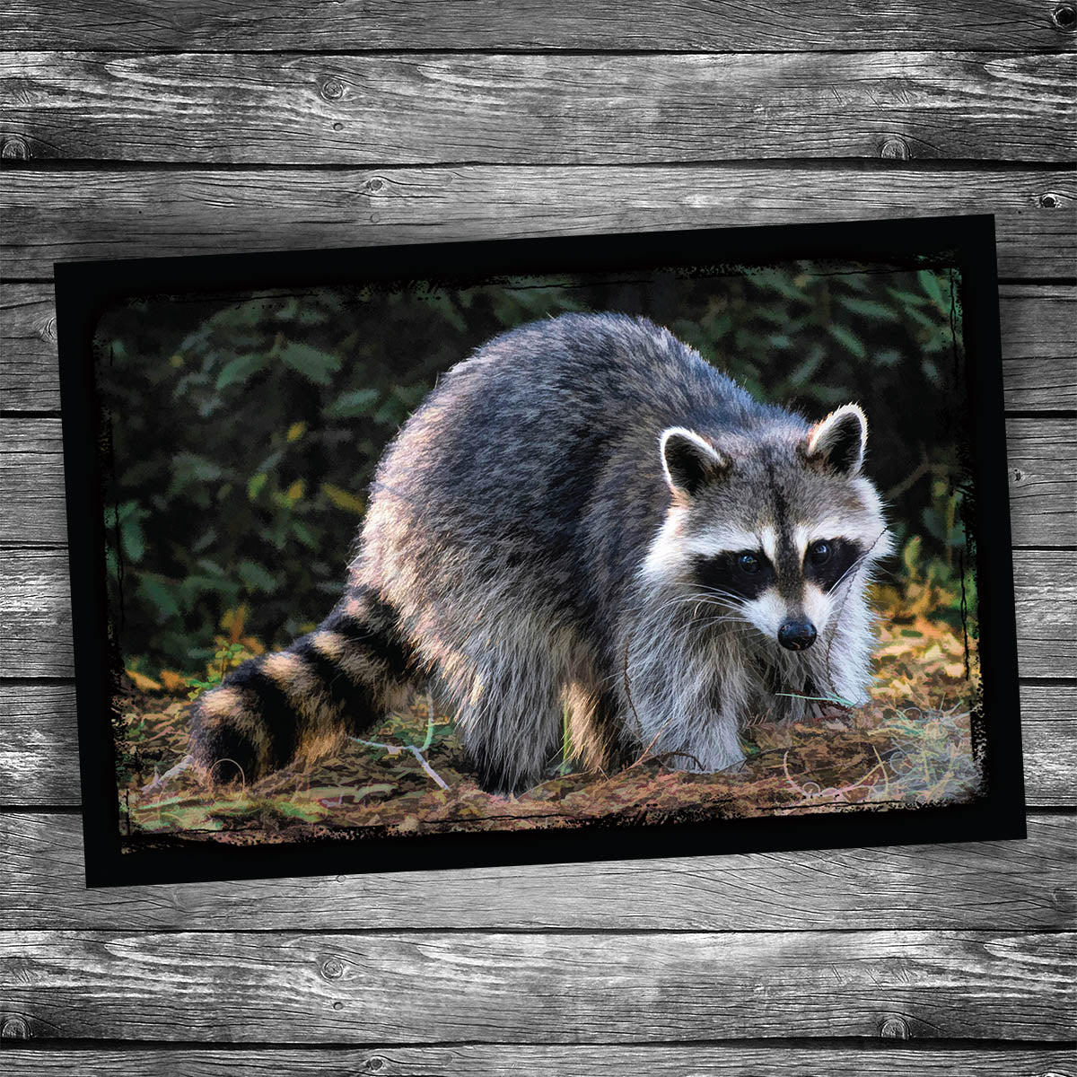 Raccoon Postcard