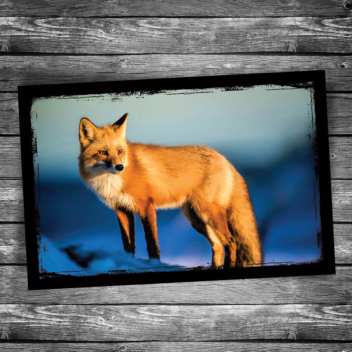 Red Fox Postcard