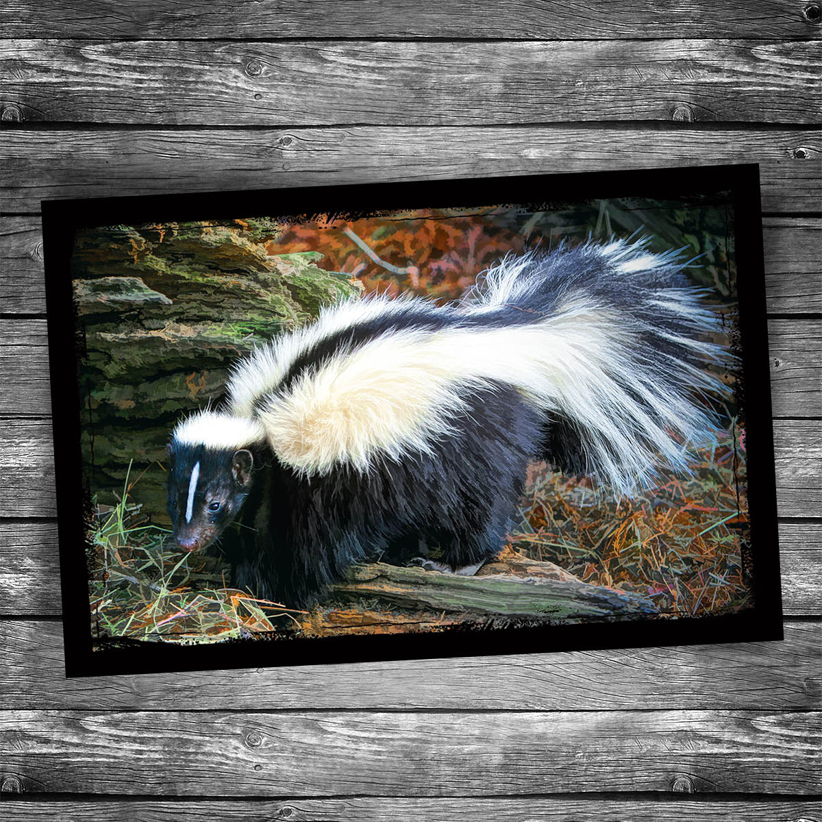 Skunk Postcard
