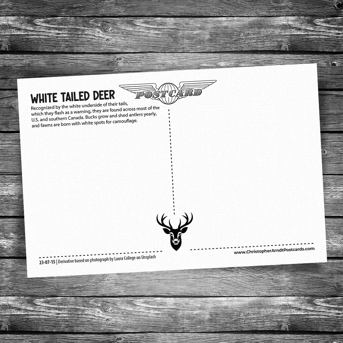White Tailed Deer Postcard