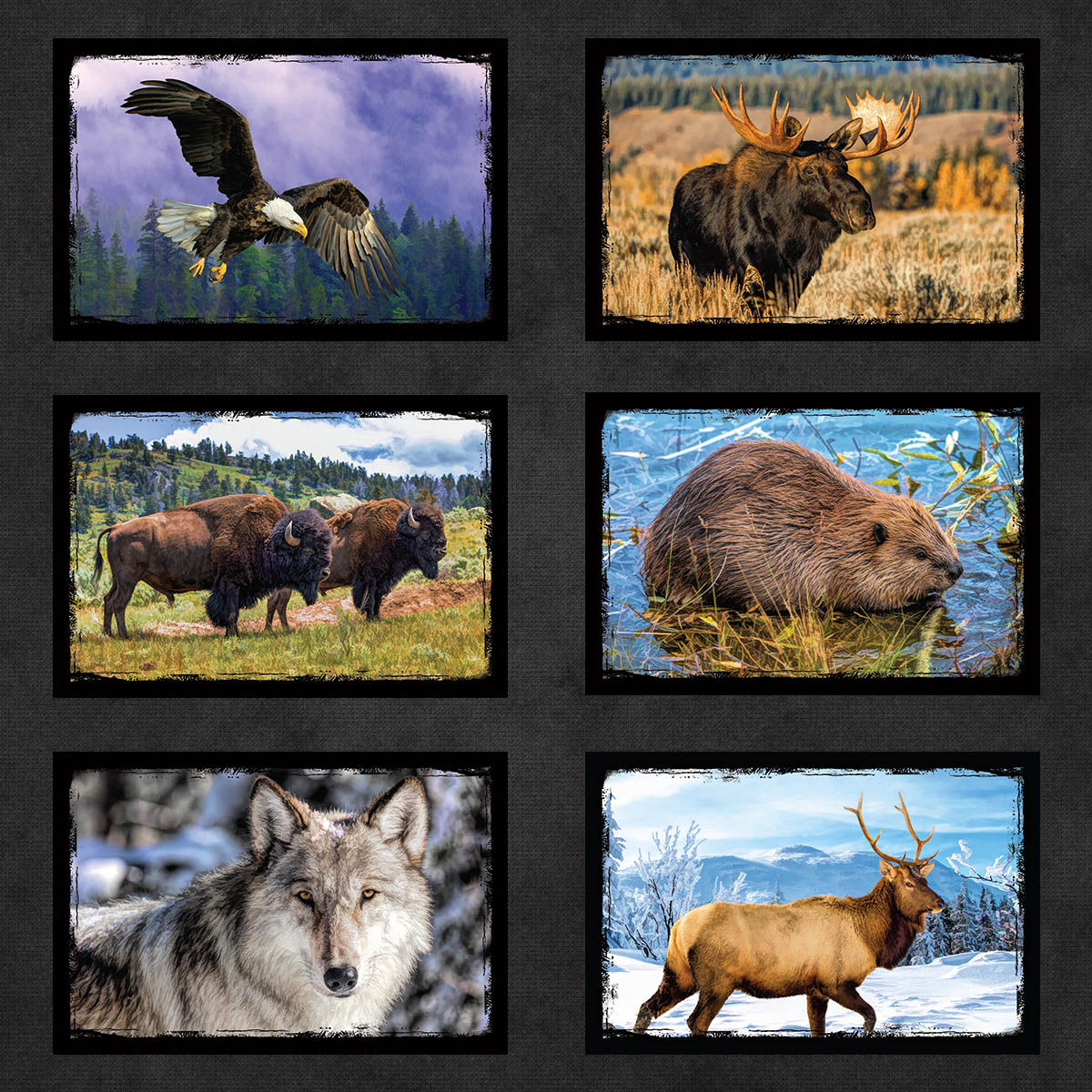 Iconic Animals of North America Postcards | Set of 16