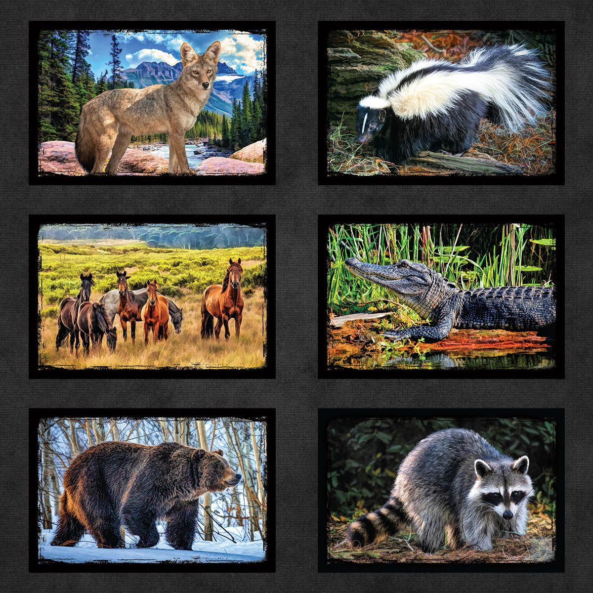 Iconic Animals of North America Postcards | Set of 16