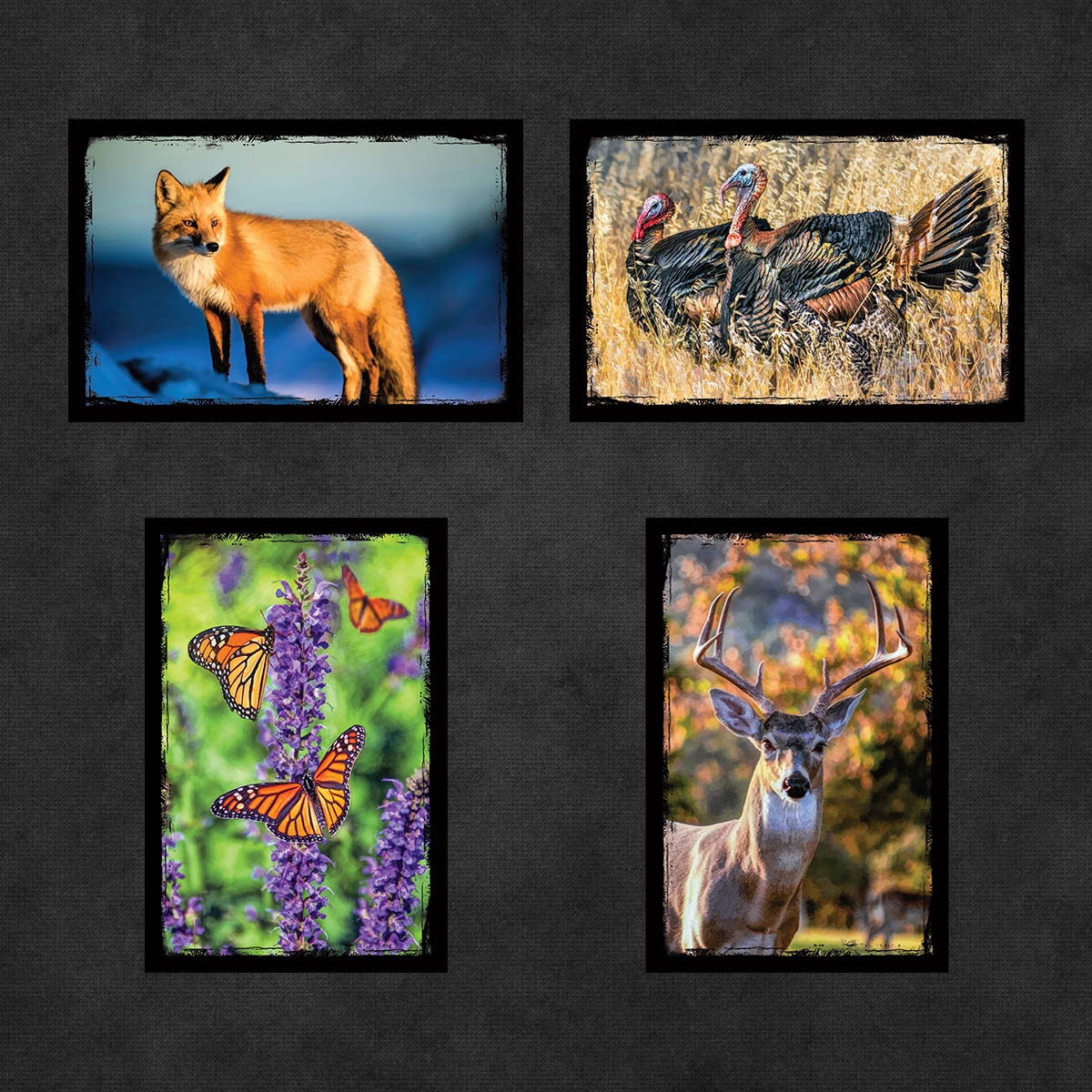 Iconic Animals of North America Postcards | Set of 16