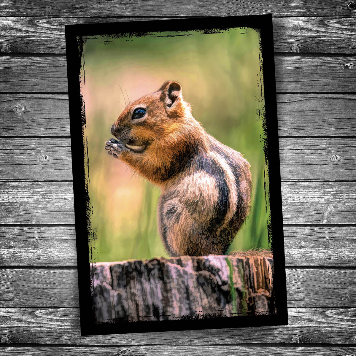 Chipmunk Postcard