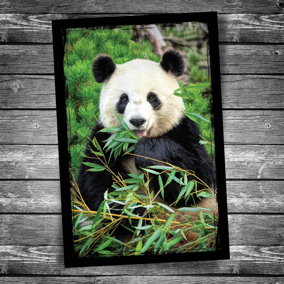 Giant Panda Postcard