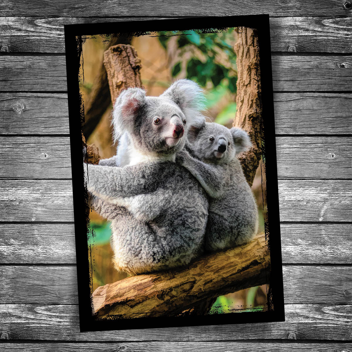 Koala Postcard