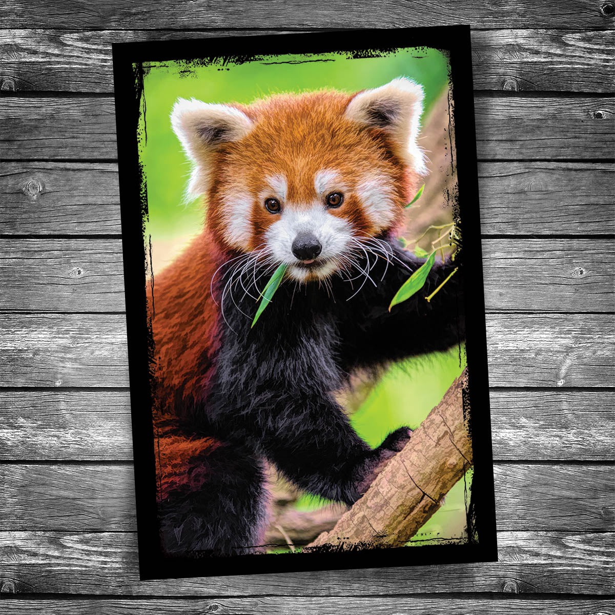 Red Panda Postcard