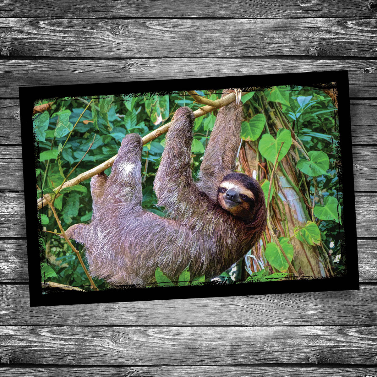 Sloth Postcard