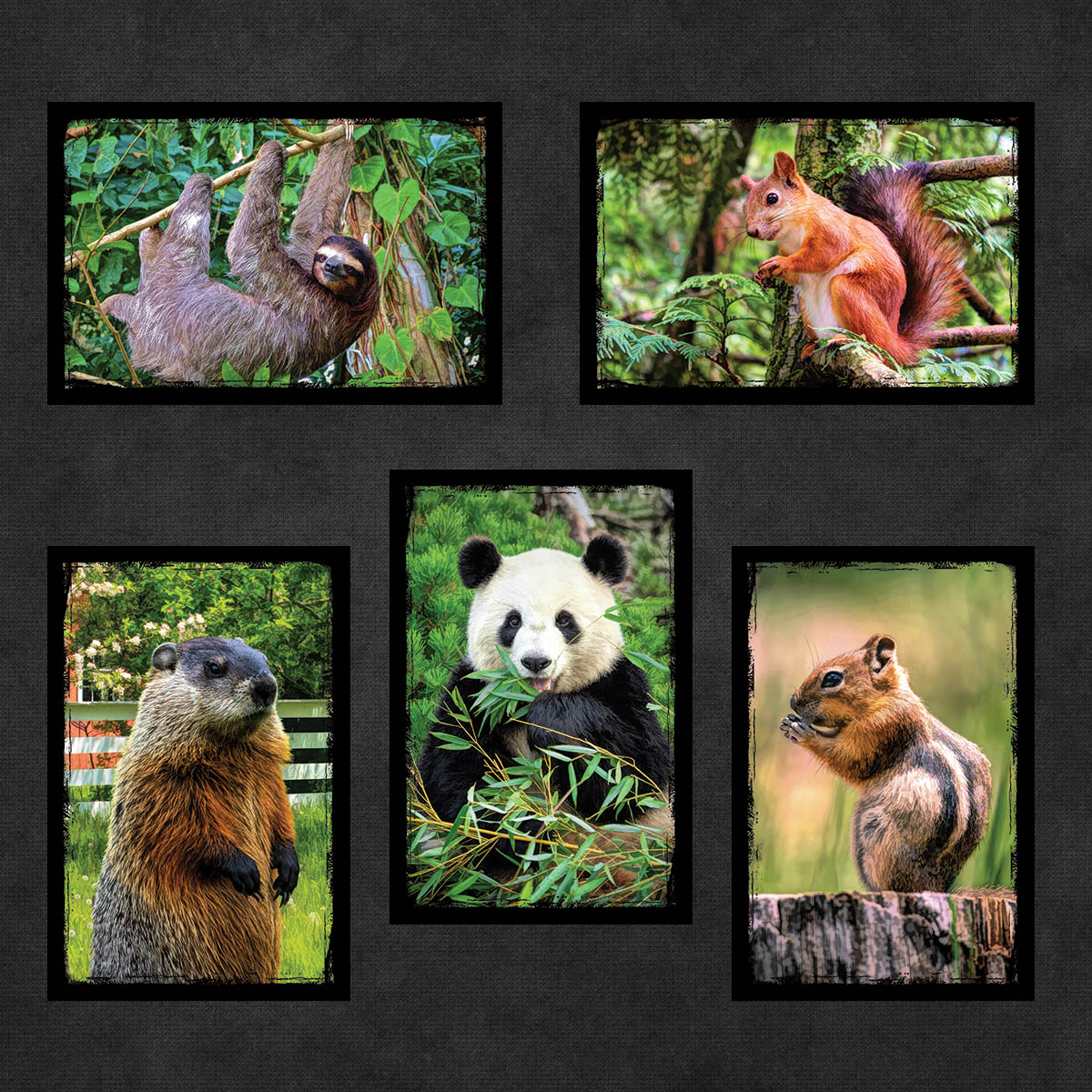 Cute and Cuddly Animal Postcards | Set of 8