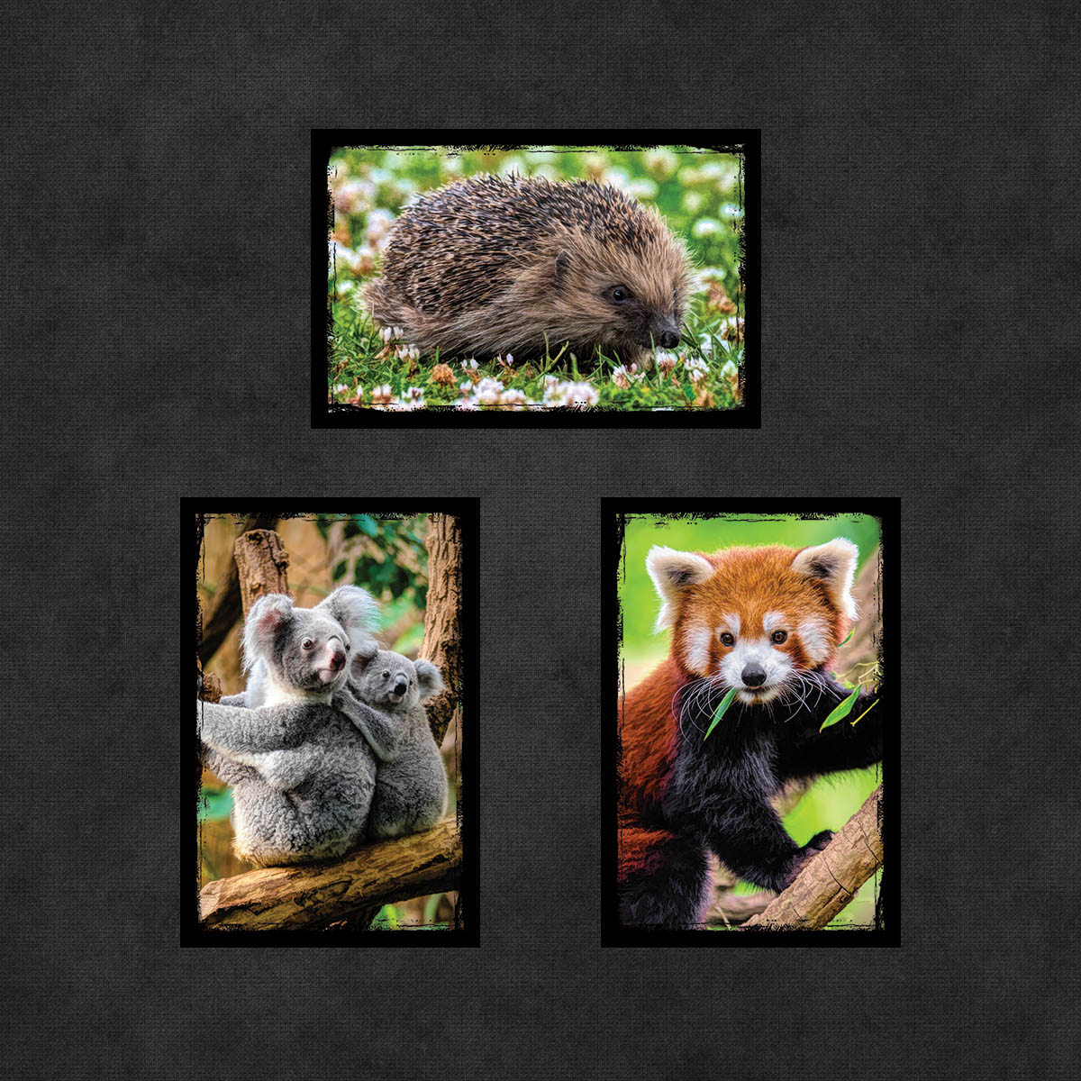 Cute and Cuddly Animal Postcards | Set of 8