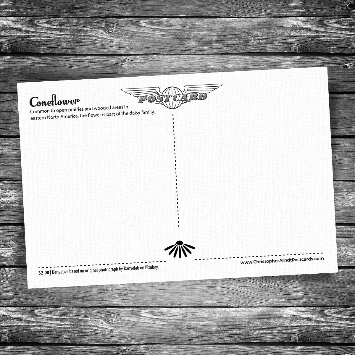 Coneflower Postcard
