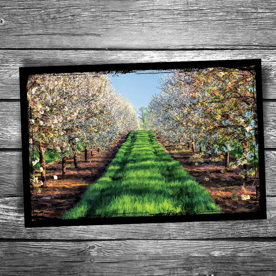 Door County Cherry Blossom Row Postcard