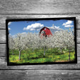 Door County Cherry Blossoms Red Barn Postcard